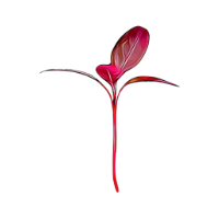 red amaranth micro herbs