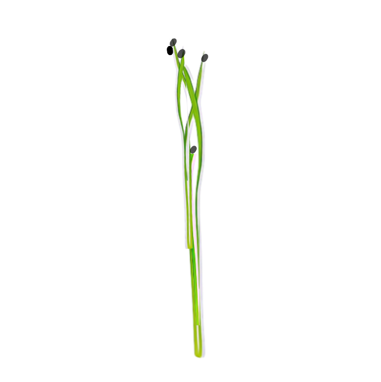 Grow Micro Garlic Chive with Sillygreens