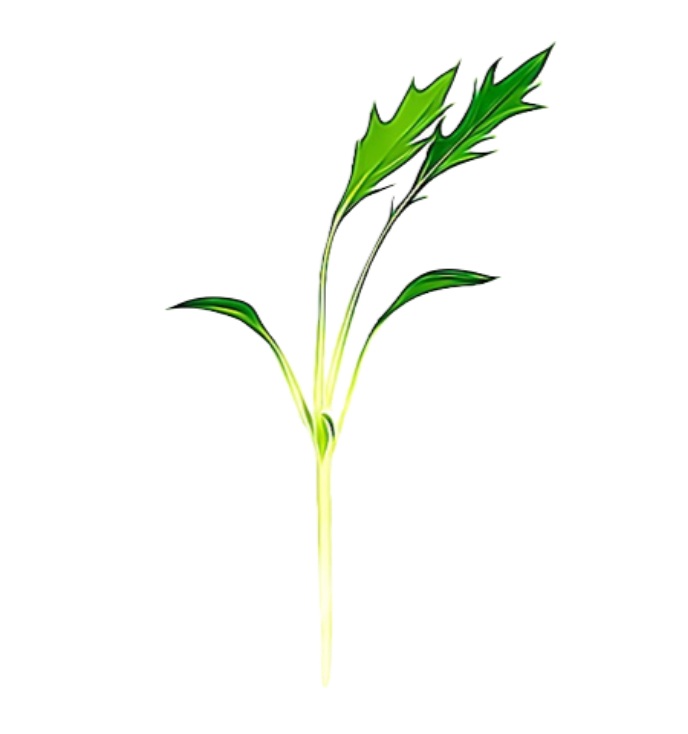 How to grow Mizuna as a micro herb.