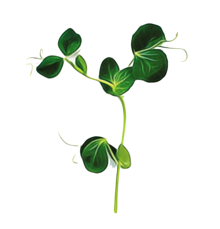 Grow Micro Peas with Sillygreens