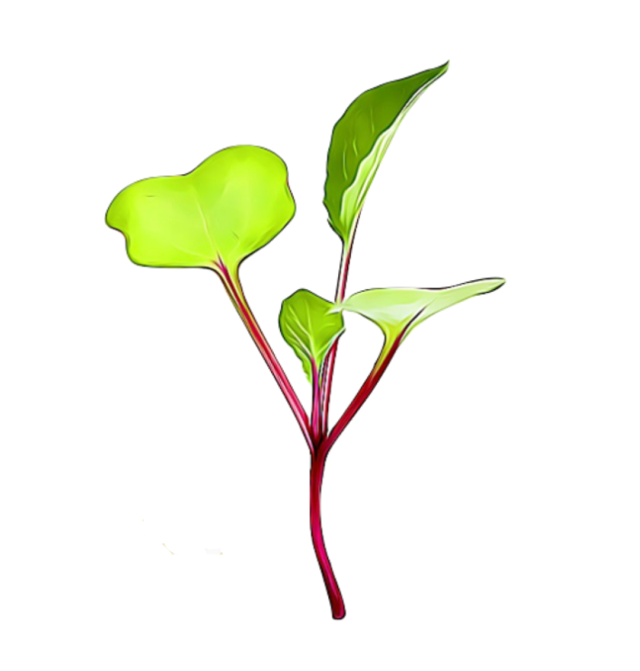 Grow Micro Radish with Sillygreens