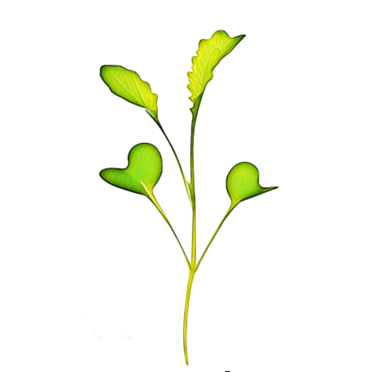 Grow Micro Wasabi with Sillygreens