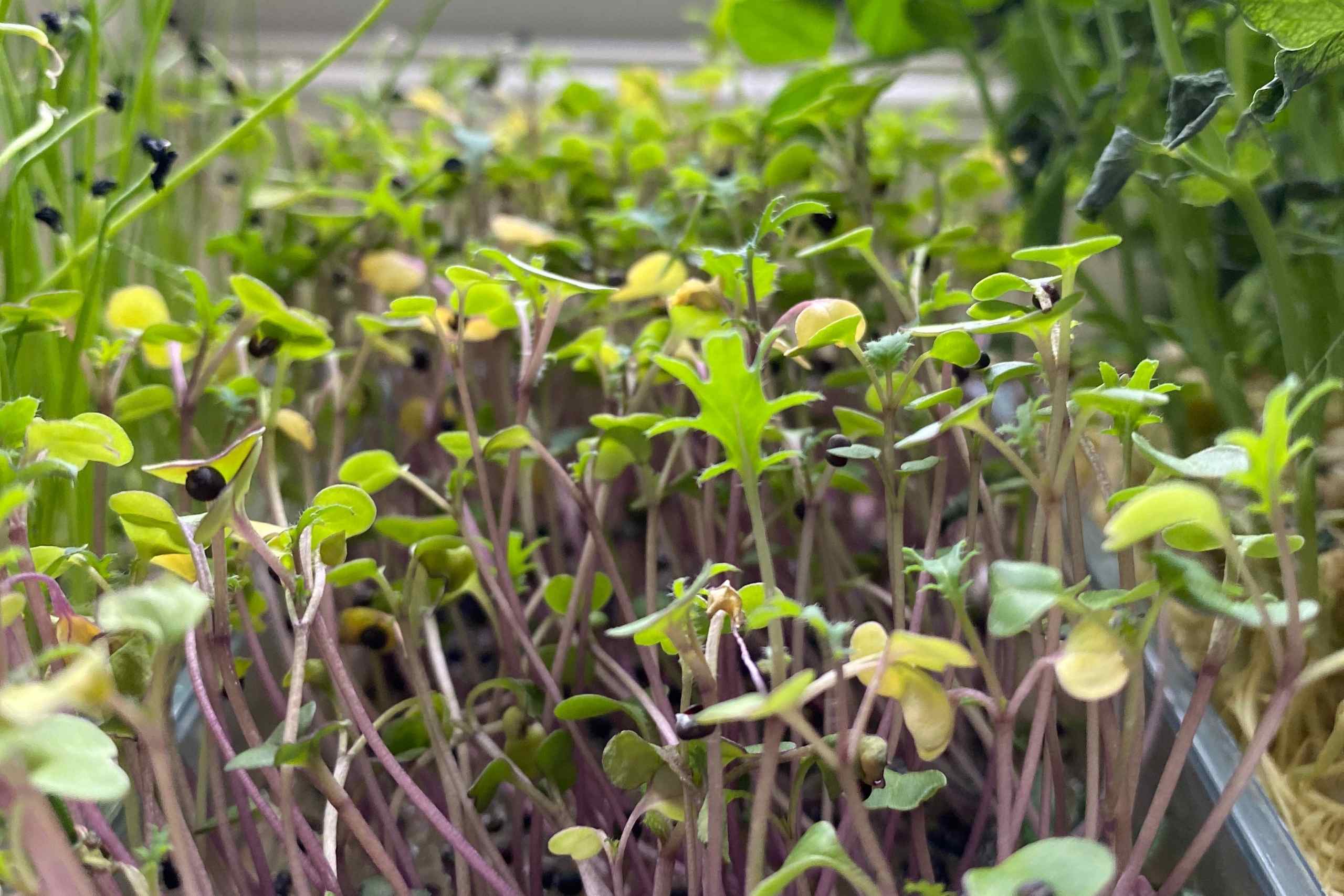 Living Microgreens