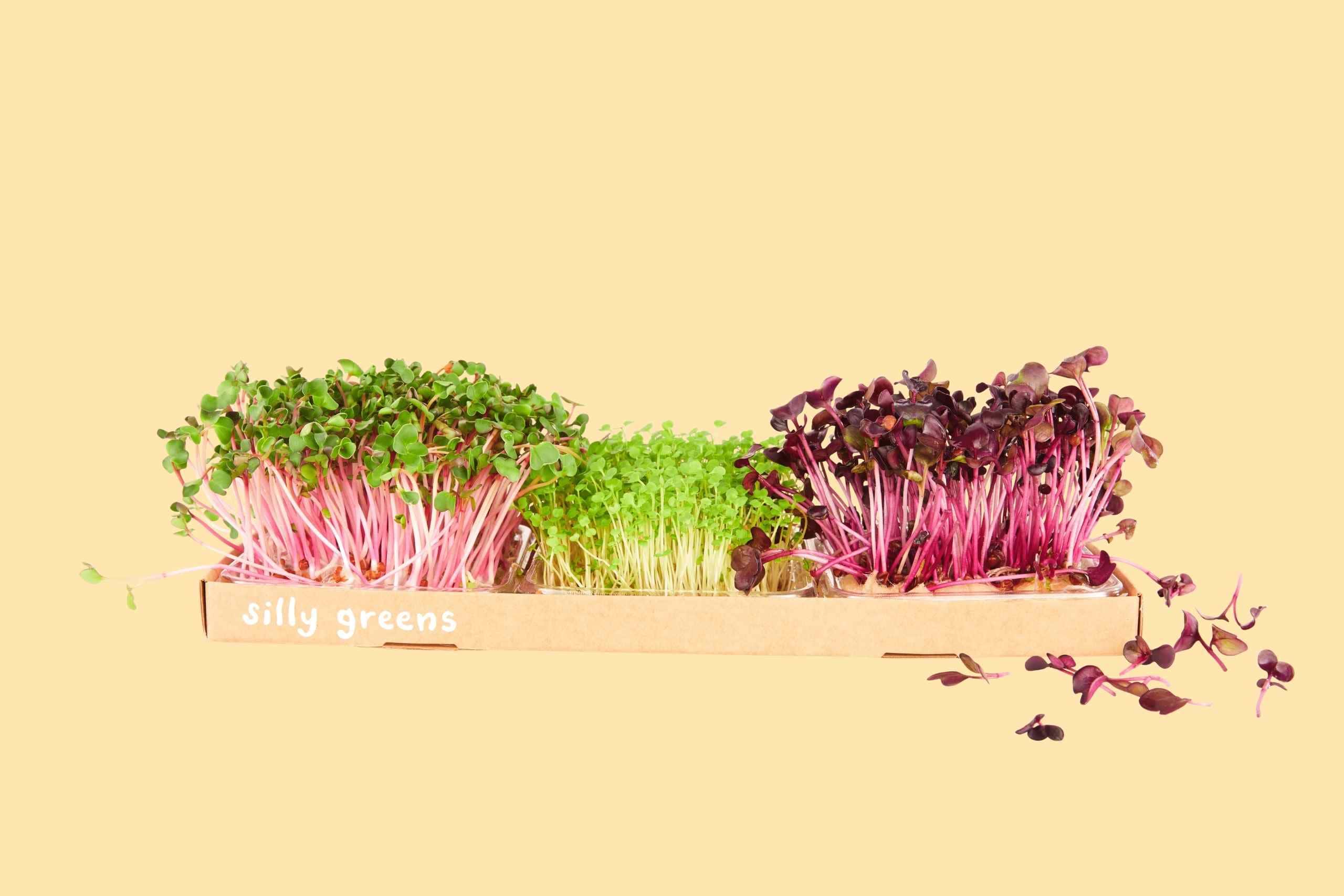 Microgreen grow box