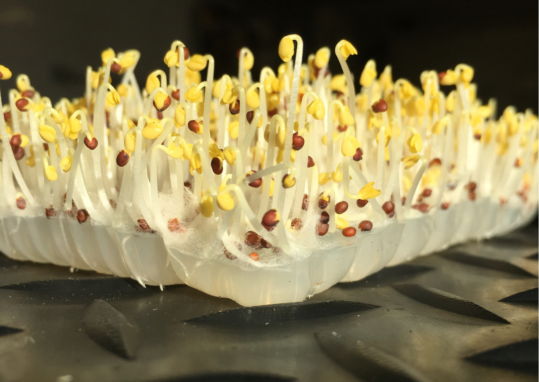 Microgreens grown in seaweed Jelly