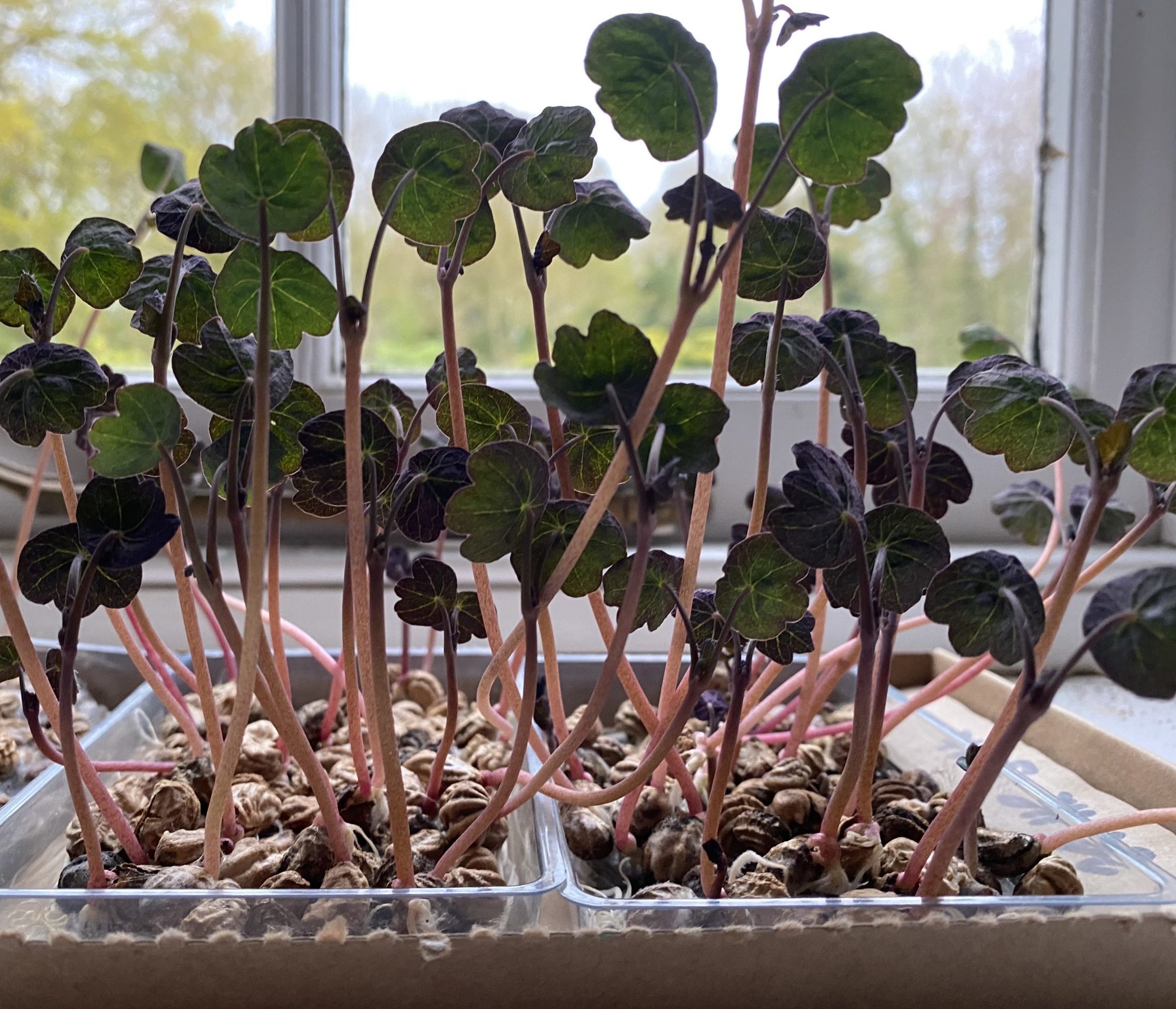 Micro nasturtium grown on a windowsill