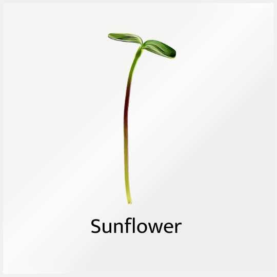 Micro Greens Sunflower