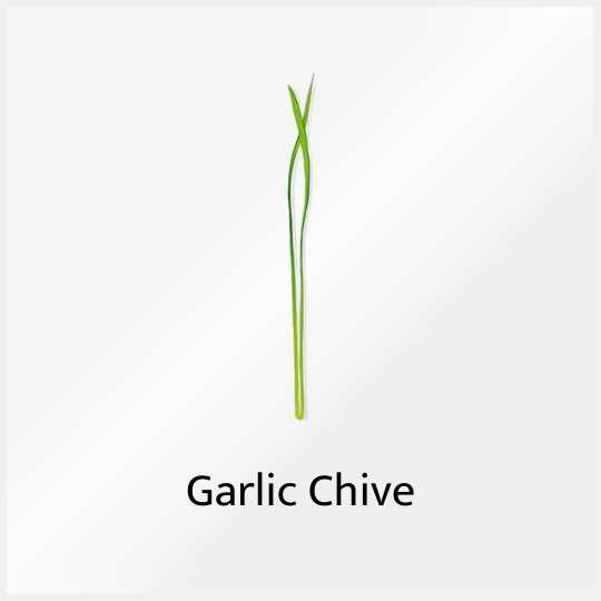 Micro Greens Garlic Chive