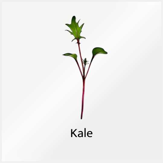Micro Greens Kale
