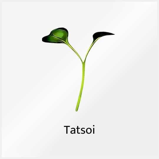 Micro Greens Tatsoi