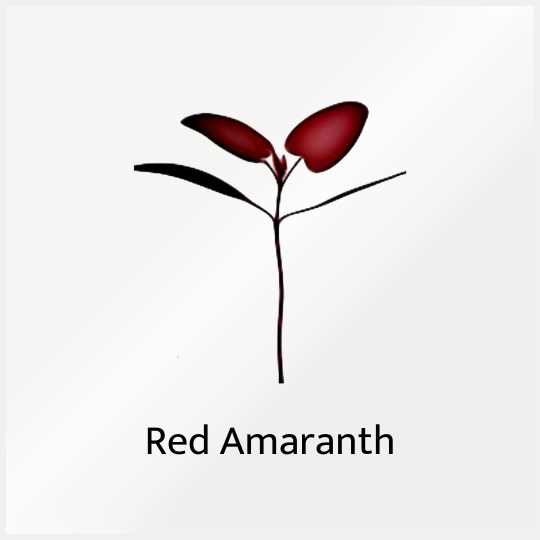 Grow Red Amaranth with Sillygreens