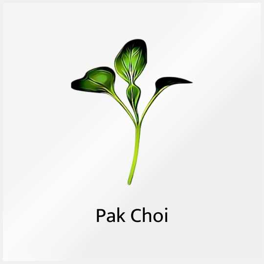 Micro Greens Pak Choi
