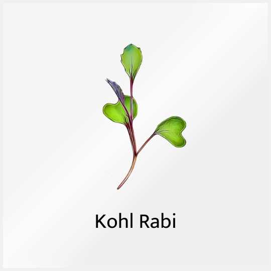 Micro Greens Khol Rabi