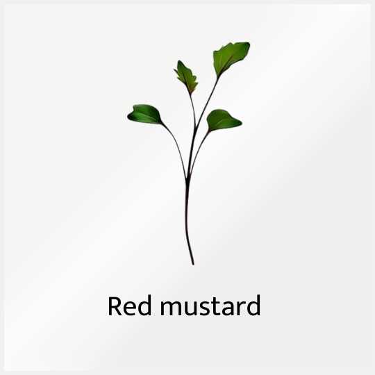 Micro Greens Red Mustard