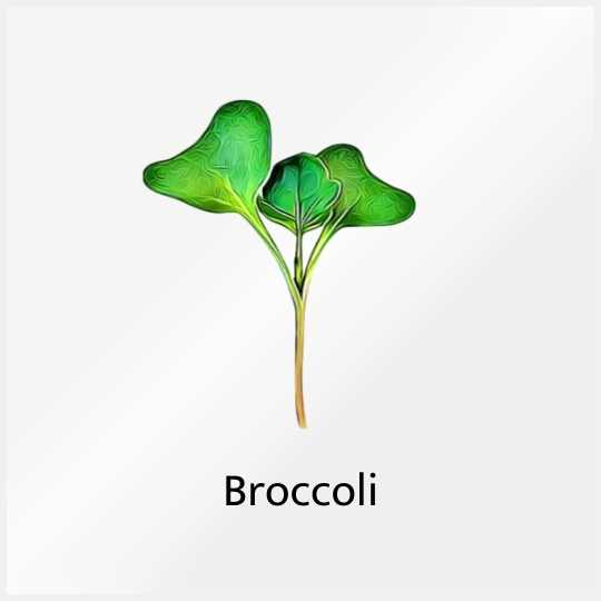 Micro Greens Broccoli