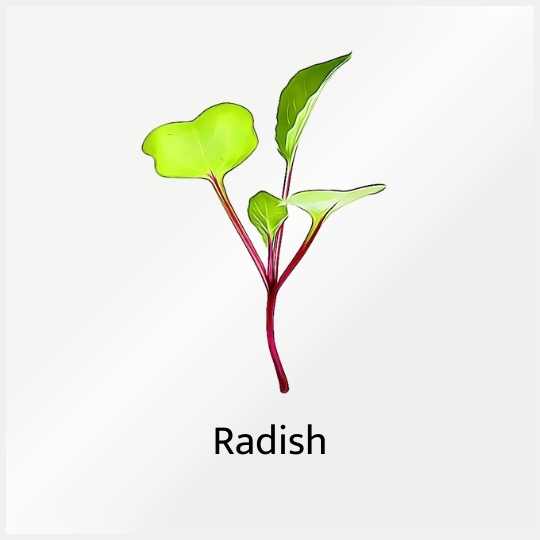 Grow Micro Radish with Sillygreens