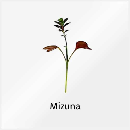 Grow Micro Mizuna with Sillygreens