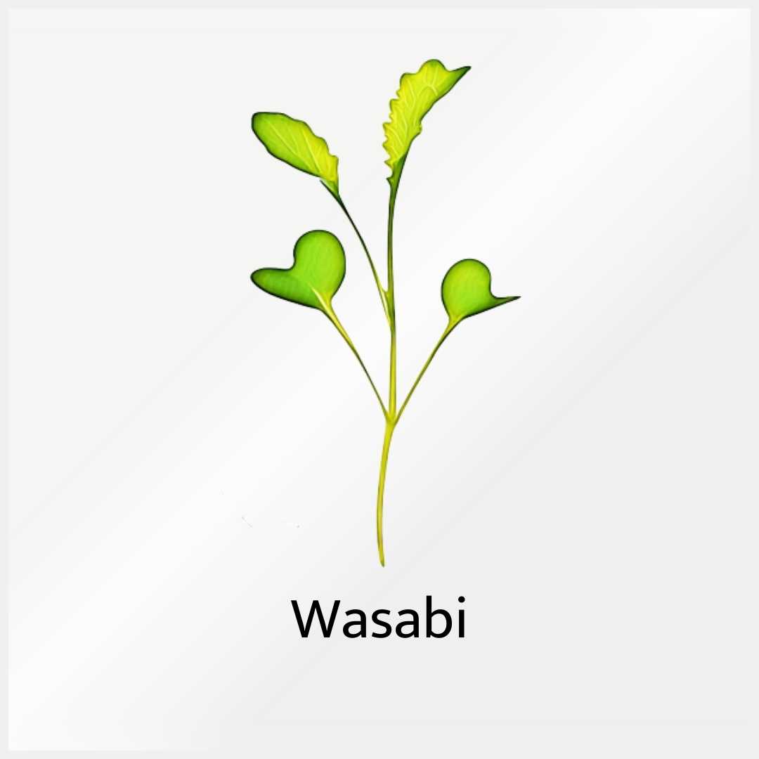 Micro Greens Wasabi