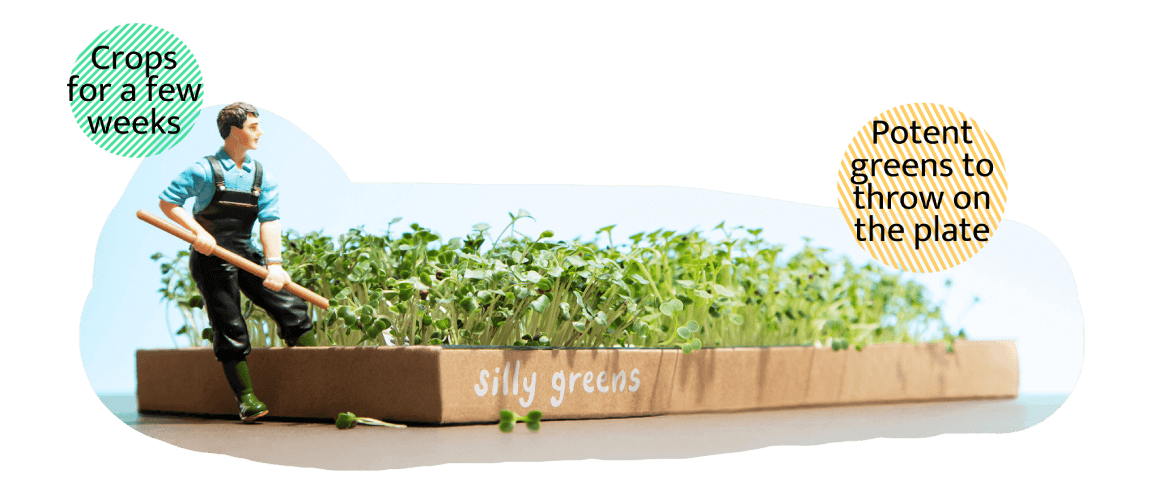 Micro Green living grow box